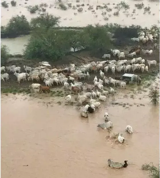 颶風奇襲cycloneoma登錄澳洲造成特大洪災牛羊損失慘重橫屍遍野