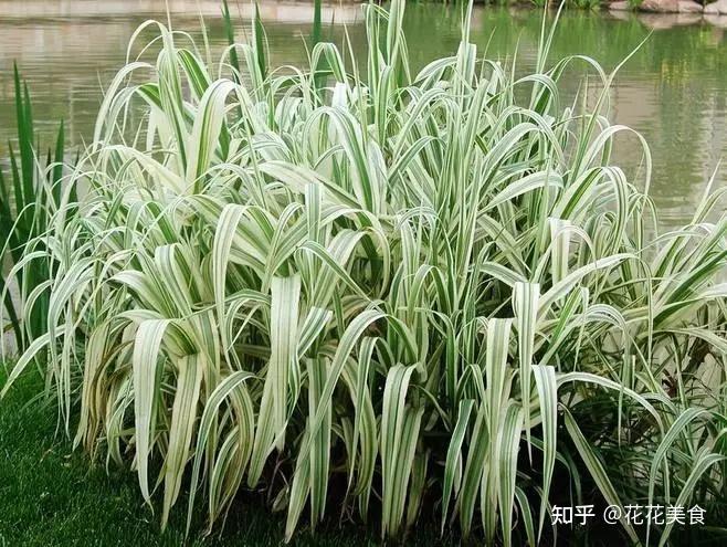 挺水植物示意图图片