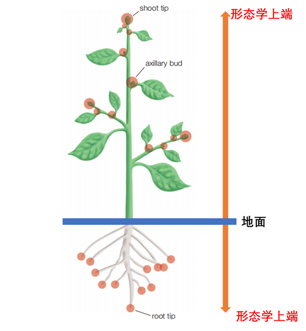 中国科学院植物生理生态研究所 知乎 中国科学院植物生理生态研究所 知乎