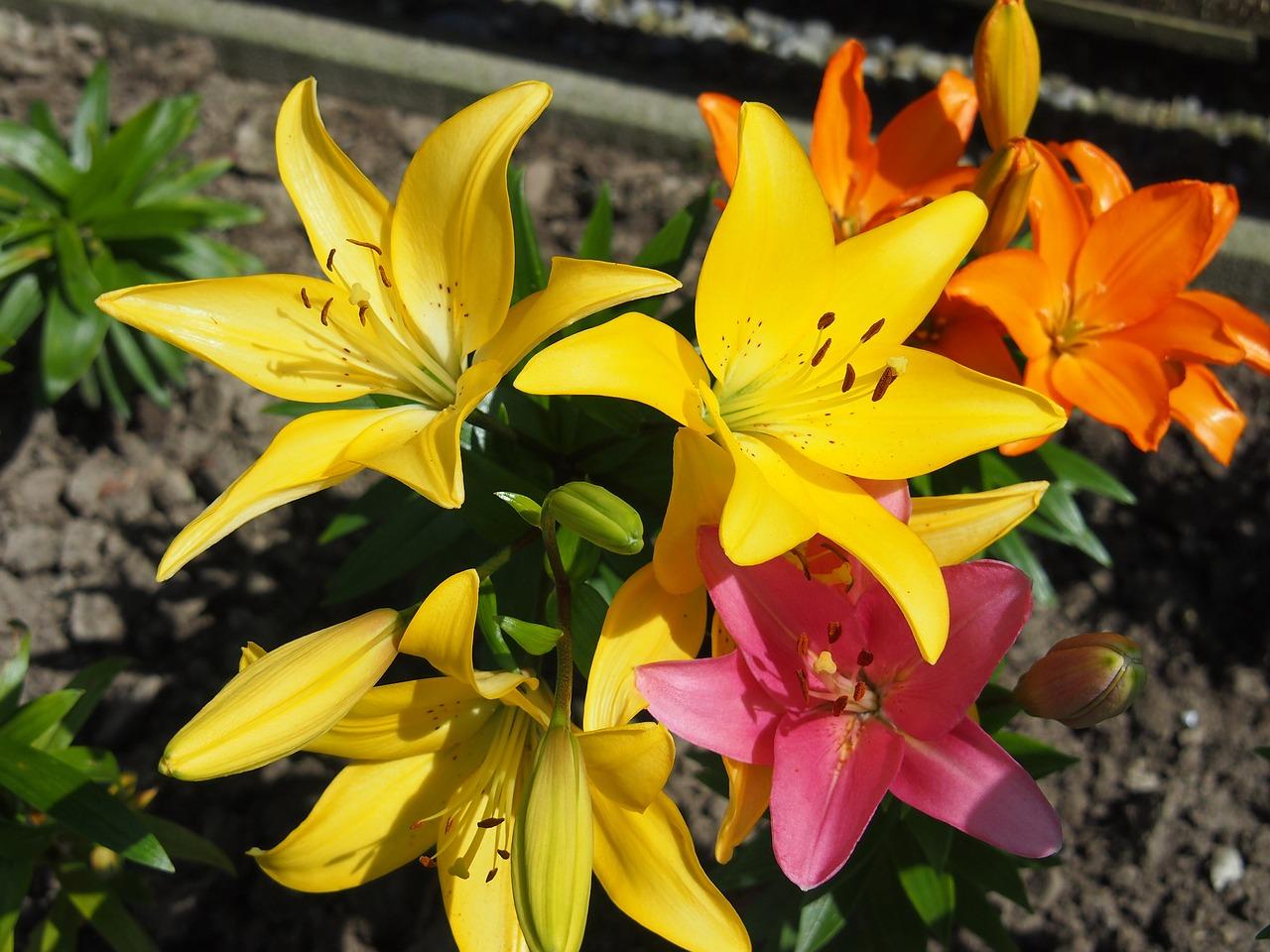 百合花怎么形容