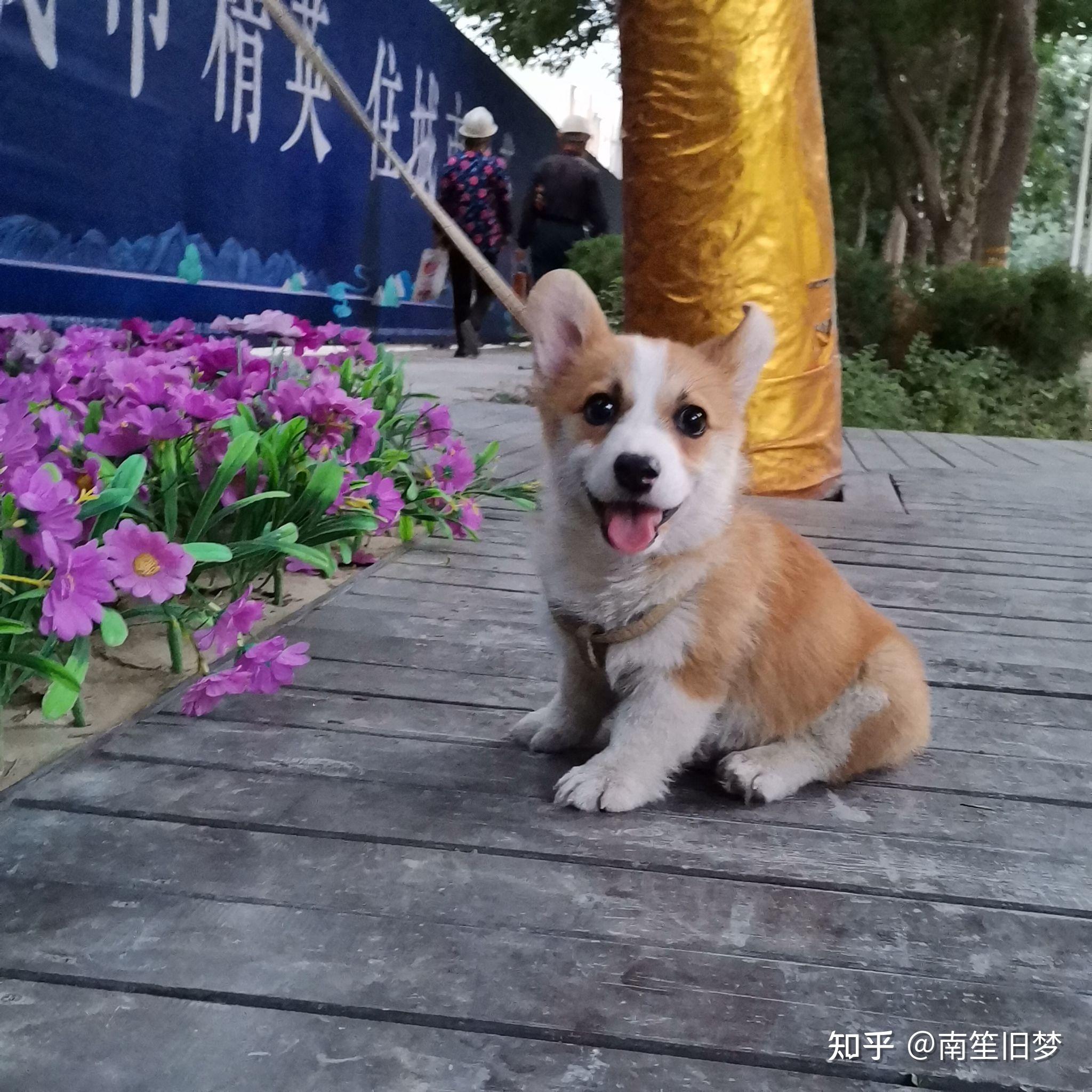 你们四个月大柯基都长什么样子啊