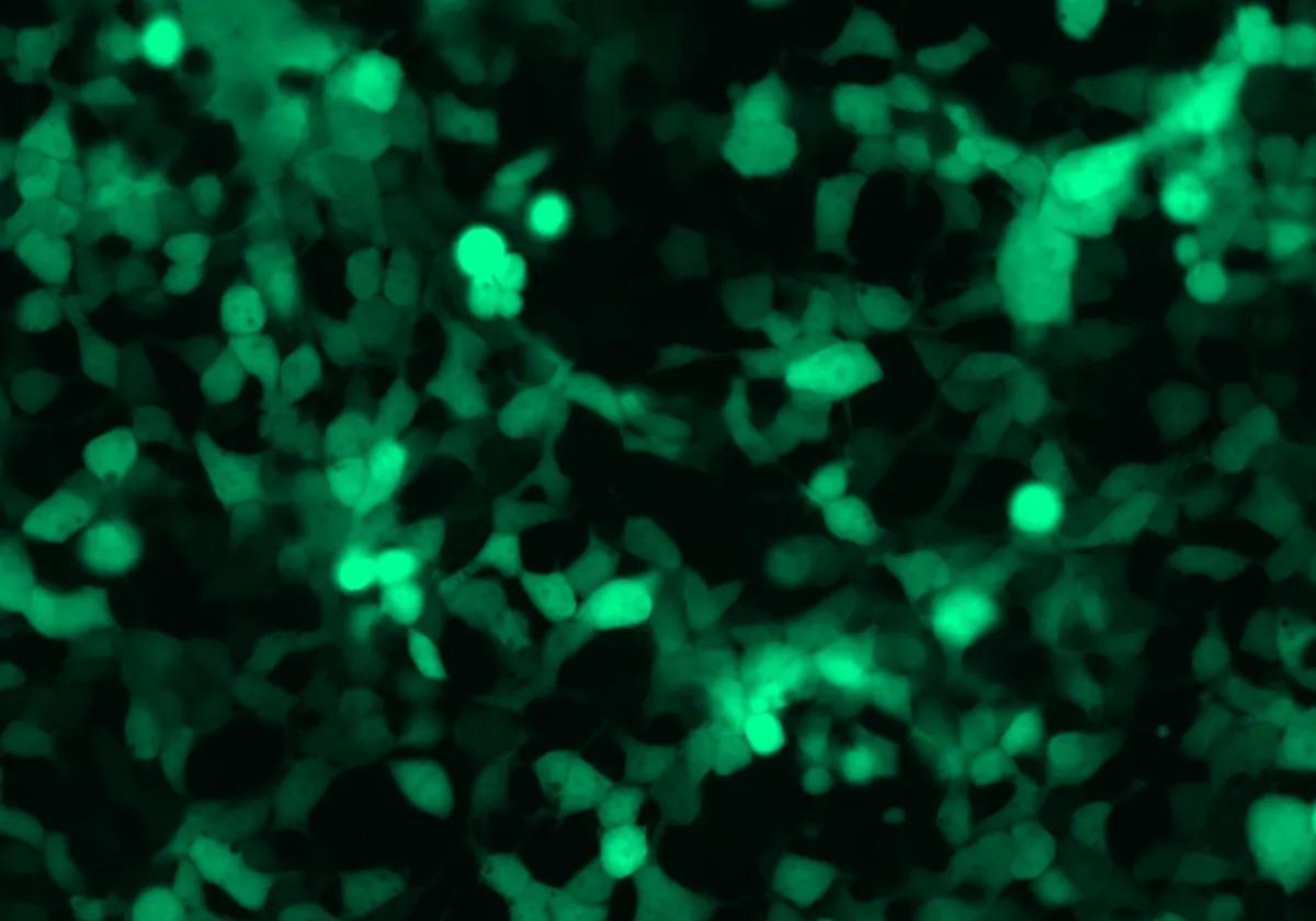 Microrna 
