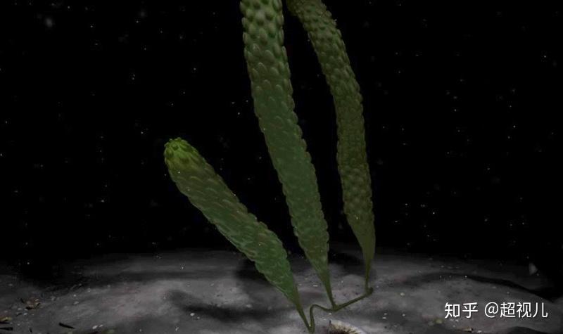 寒武纪光合生物(植物)包括各种原核和真核细菌以及藻类,是动物的主要