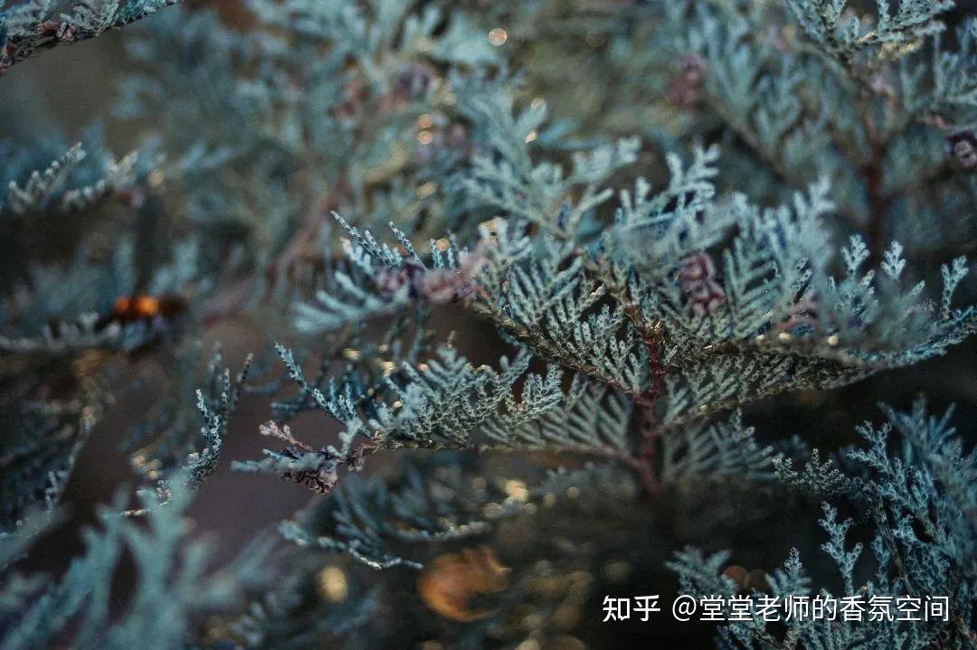芳疗知多少 | 『澳洲蓝丝柏』：唯一的蓝色木质精油，HPV、晒伤通通走开！ - 知乎
