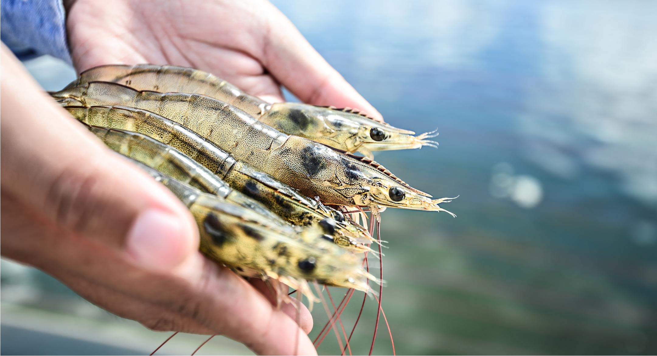 南美白对虾全球养殖产量第一的虾白虾为什么首选厄瓜多尔