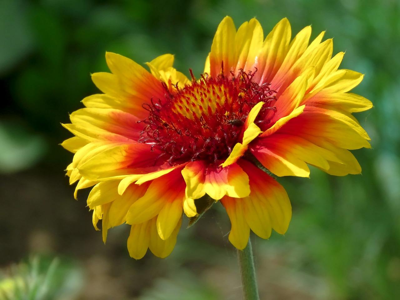 2. 葵花种植技巧