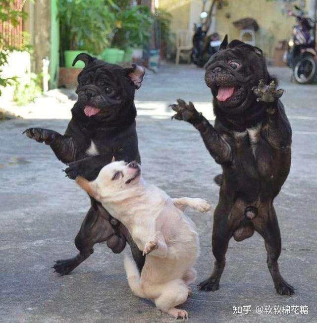 养狗好不好,原来是有"科学依据"的,你知道吗? - 知乎