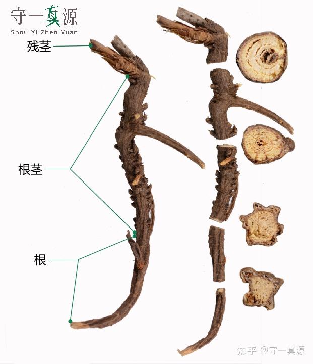 柴胡伪品图片