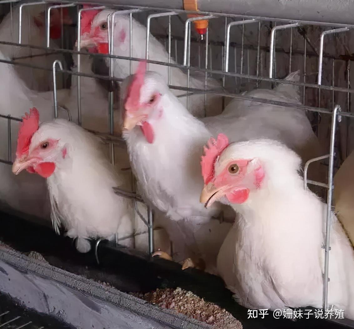 散养土鸡生产基地——江口种鸡场