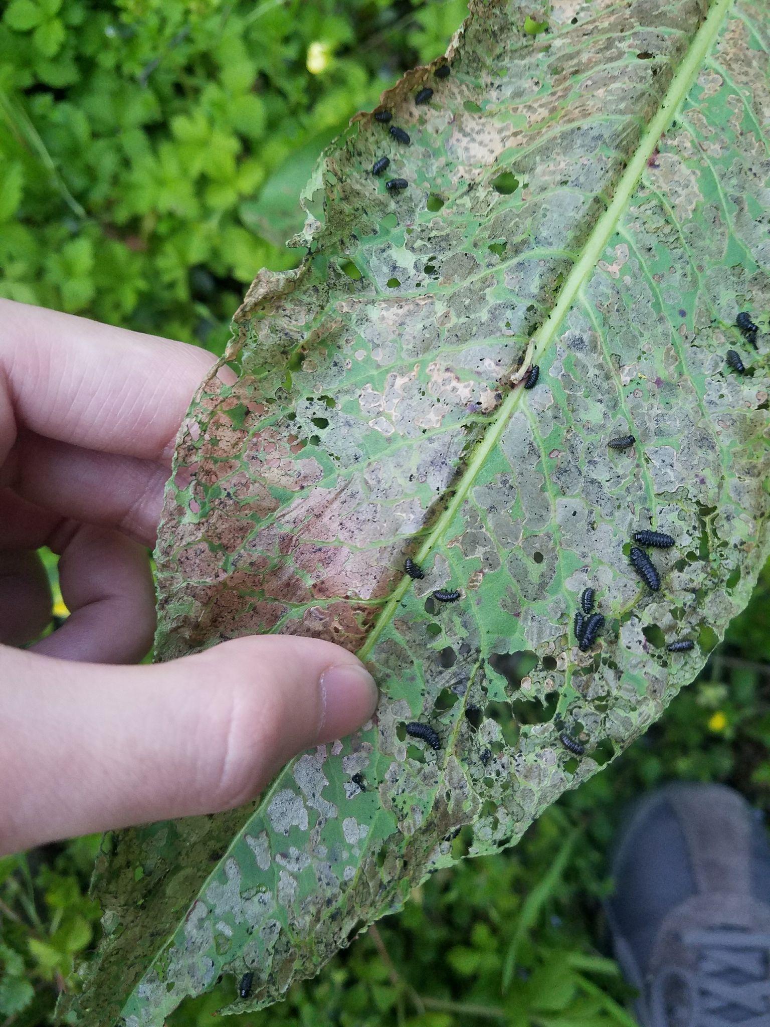 在梨树树叶背面发现的虫卵请问有没有人知道这是什么虫的卵对梨树有