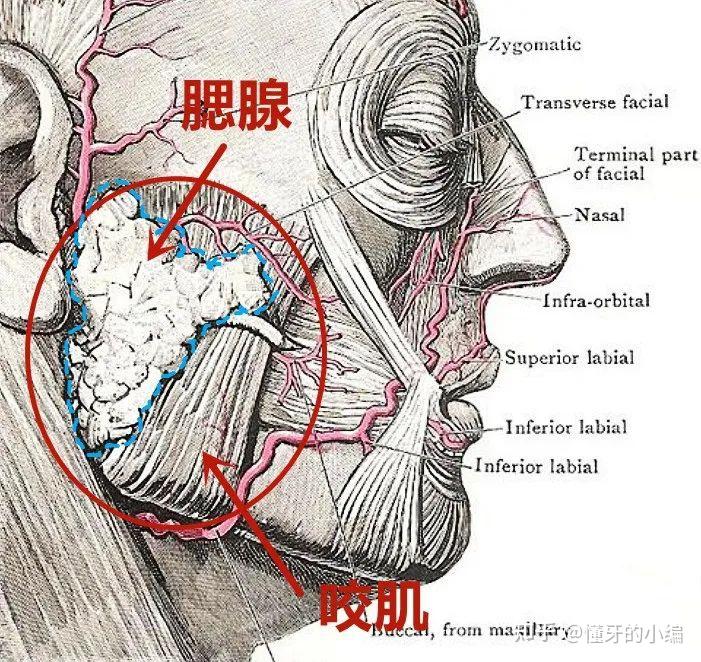 发腮,你害怕了吗? - 知乎