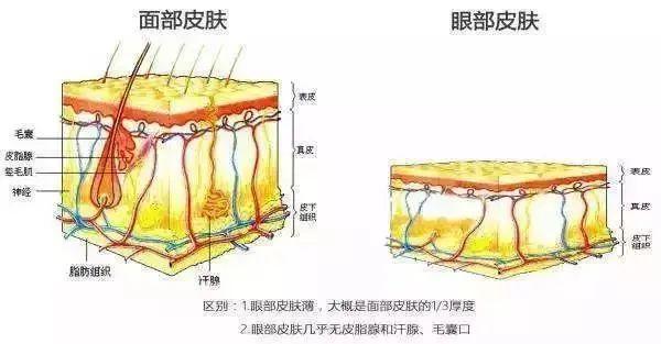 眼周肌肤为什么更容易衰老 - 知乎