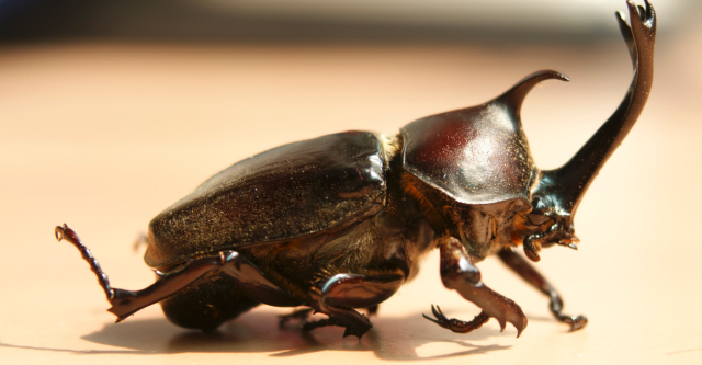 出门碰到一个小怪物,全身黝黑锃亮,尾巴很硬翘起来,和食指一样大,跑的