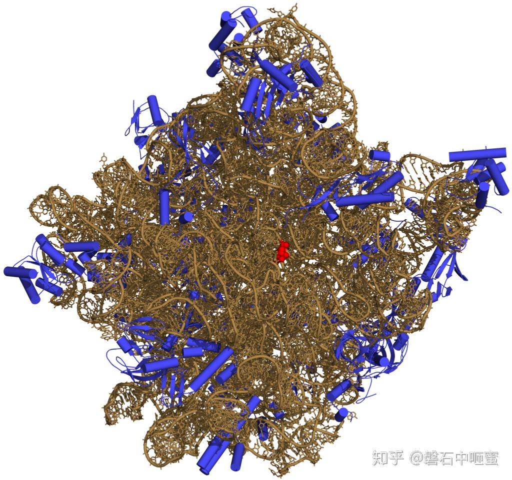 瘸偏鄙榨 RNA 知乎