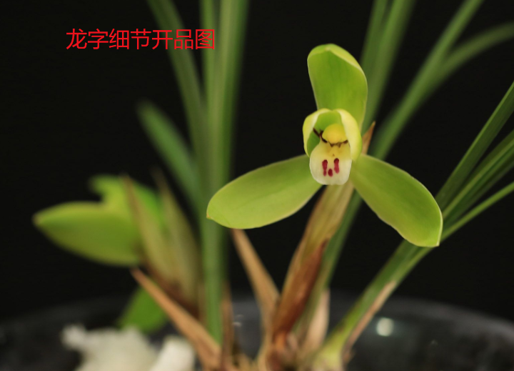 v2-0ef9503d777b6e5f75ae1f1cf007acc5_1440w.jpg?source=172ae18b