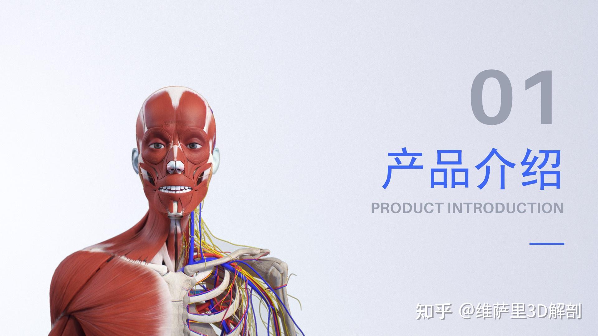 40张图查看解剖大师和维萨里3D解剖的区别! - 知乎