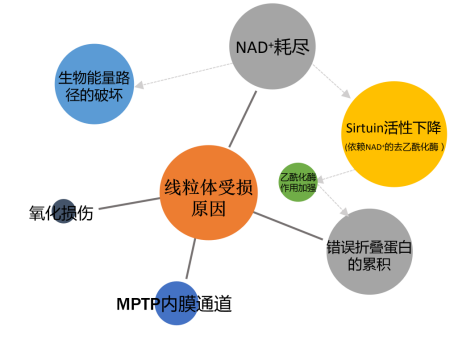 線粒體相關研究看過來純乾貨