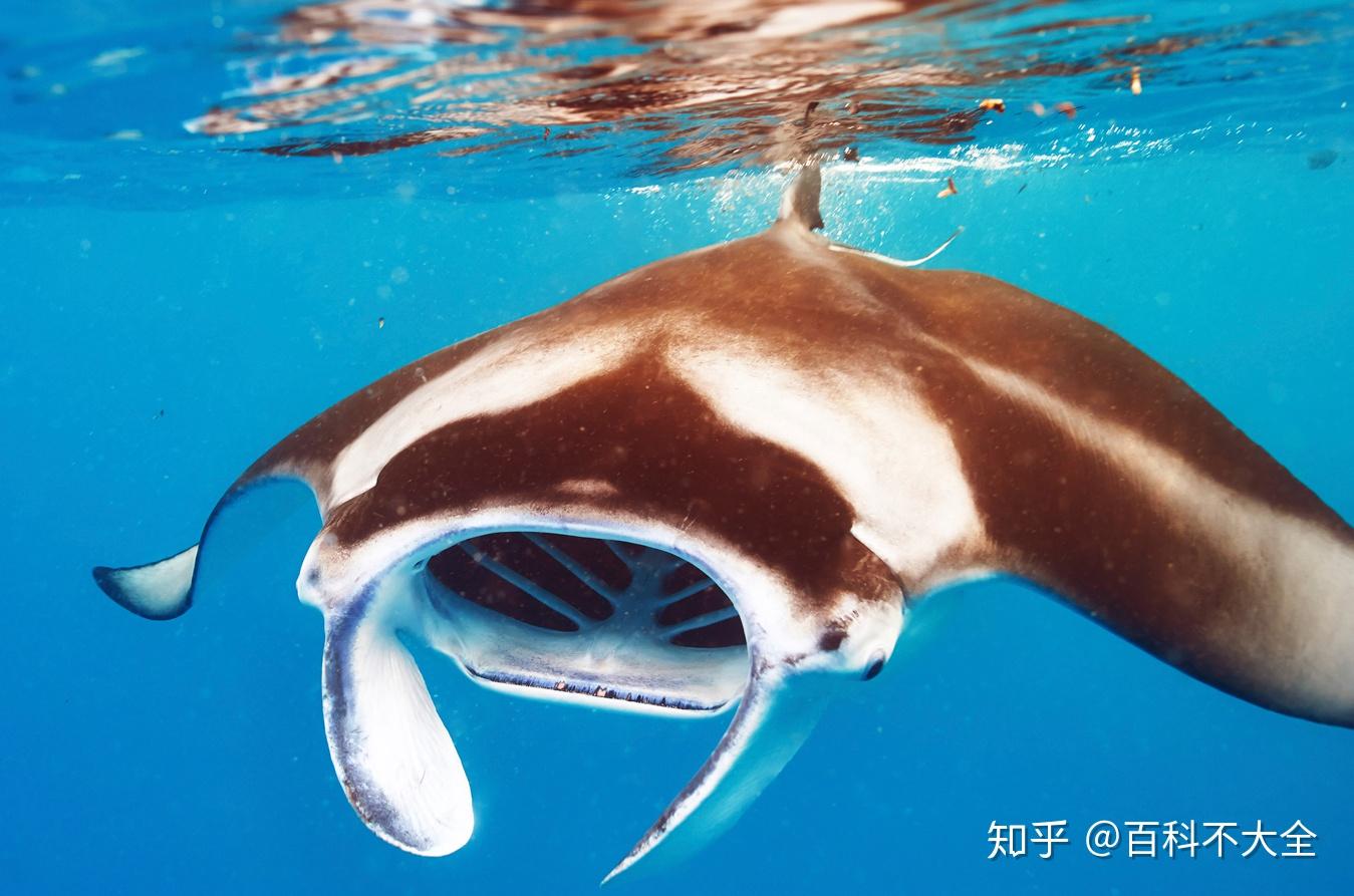 动物篇(34)·鲼鳐魟 - 知乎