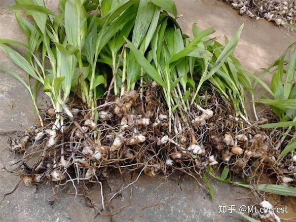 有助于保养和修复胃黏膜的药材白芨