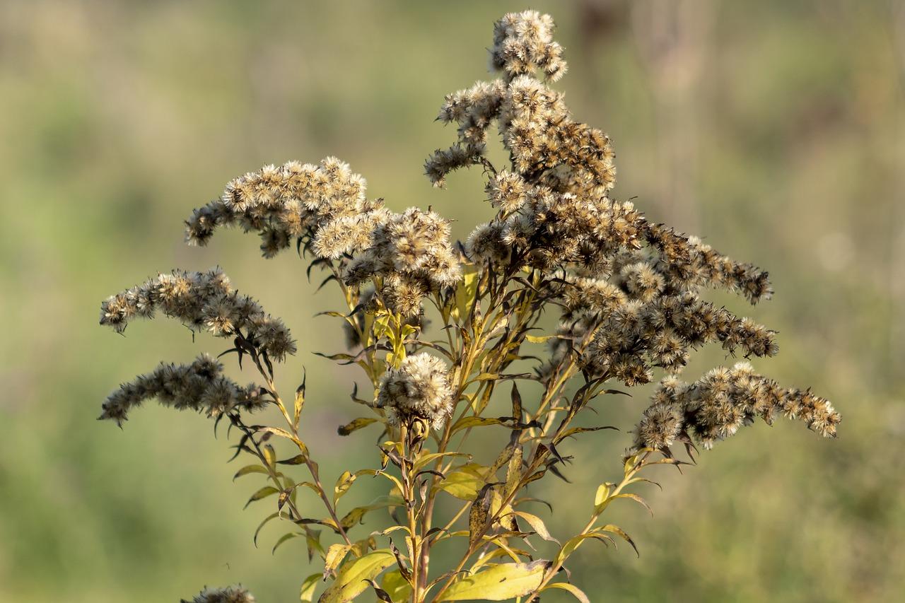 3. 黄花品种特色