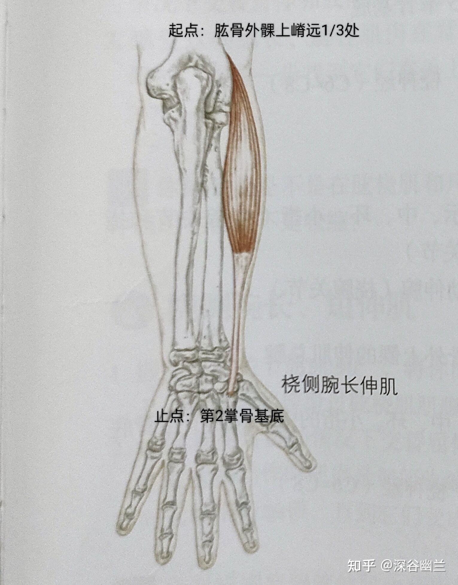 手腕肌腱解剖图片