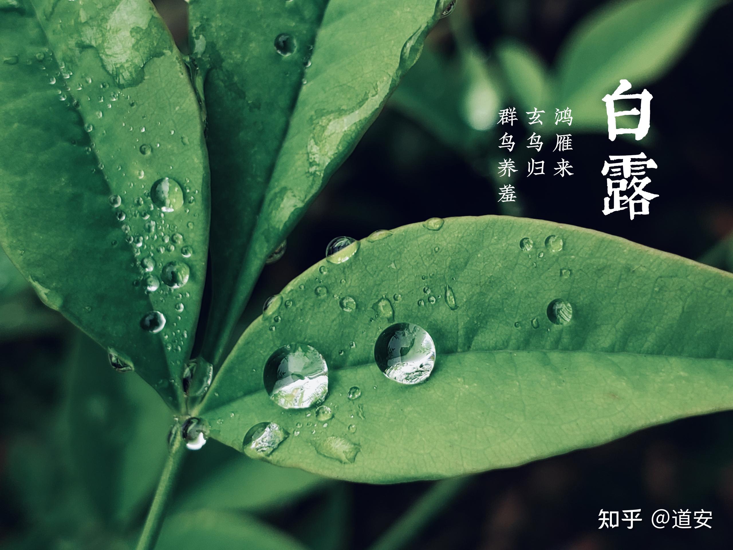 今天是9月7日,庚子鼠年农历七月二十,秋天的第三个节气,白露.