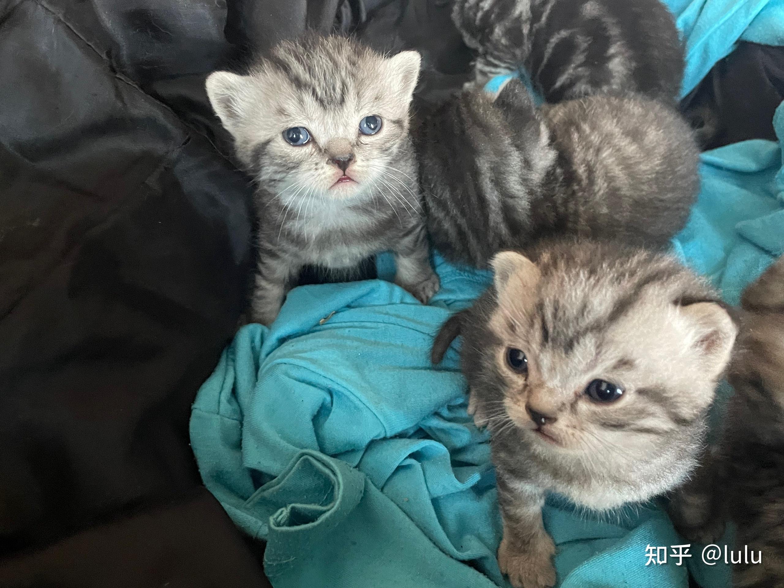 美短和英短杂交好看吗?养猫的来戳戳 - 知乎