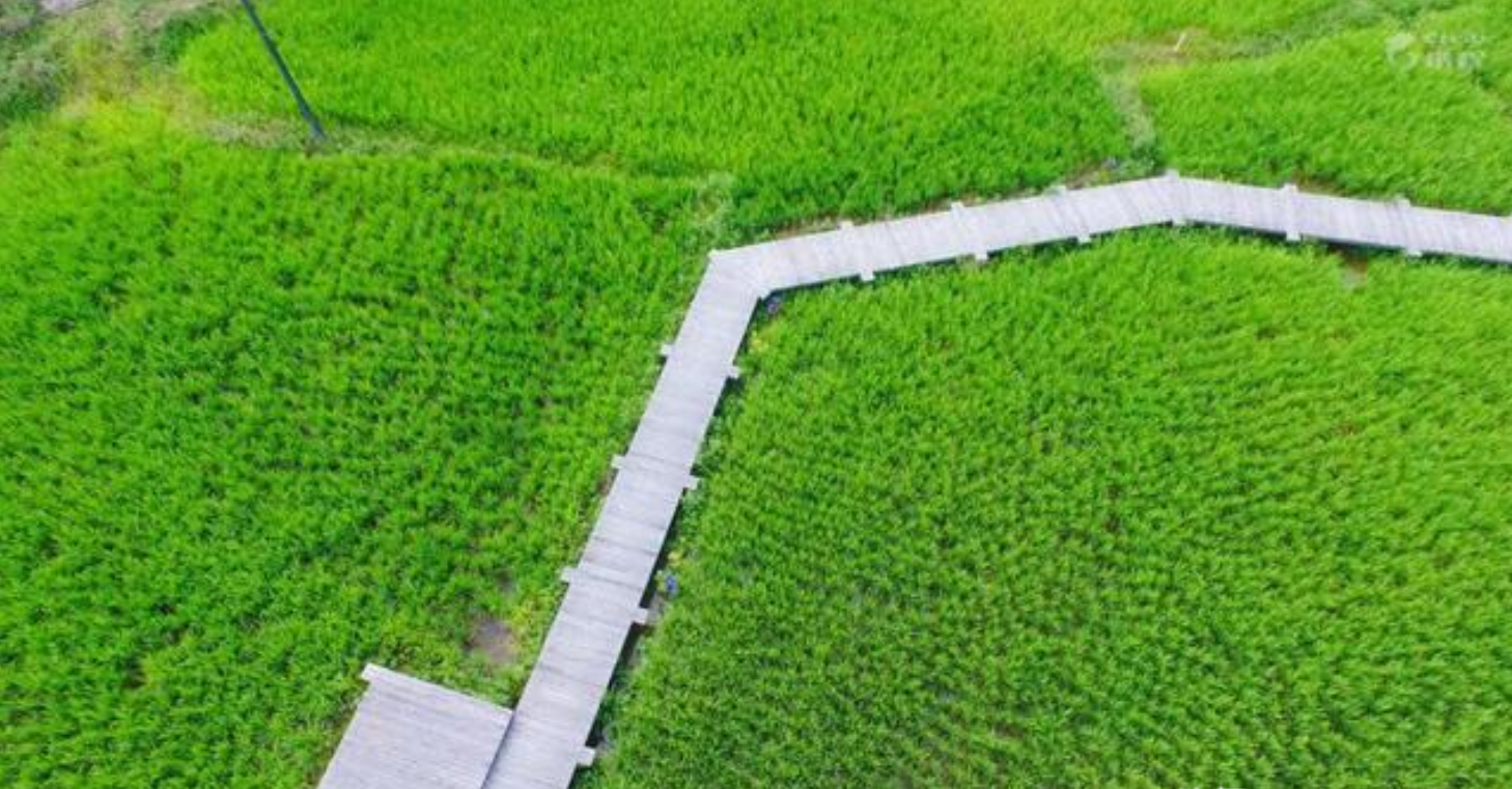稻田塑料池埂图片