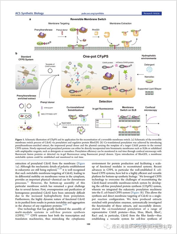 Synthetic Biology Cell Free System Synthetic Biology Cell Free System