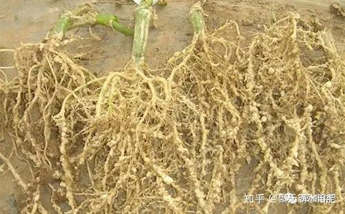 根瘤,腐烂,沤根!根结线虫死灰复燃?做到这3点和线虫说再见 - 知乎