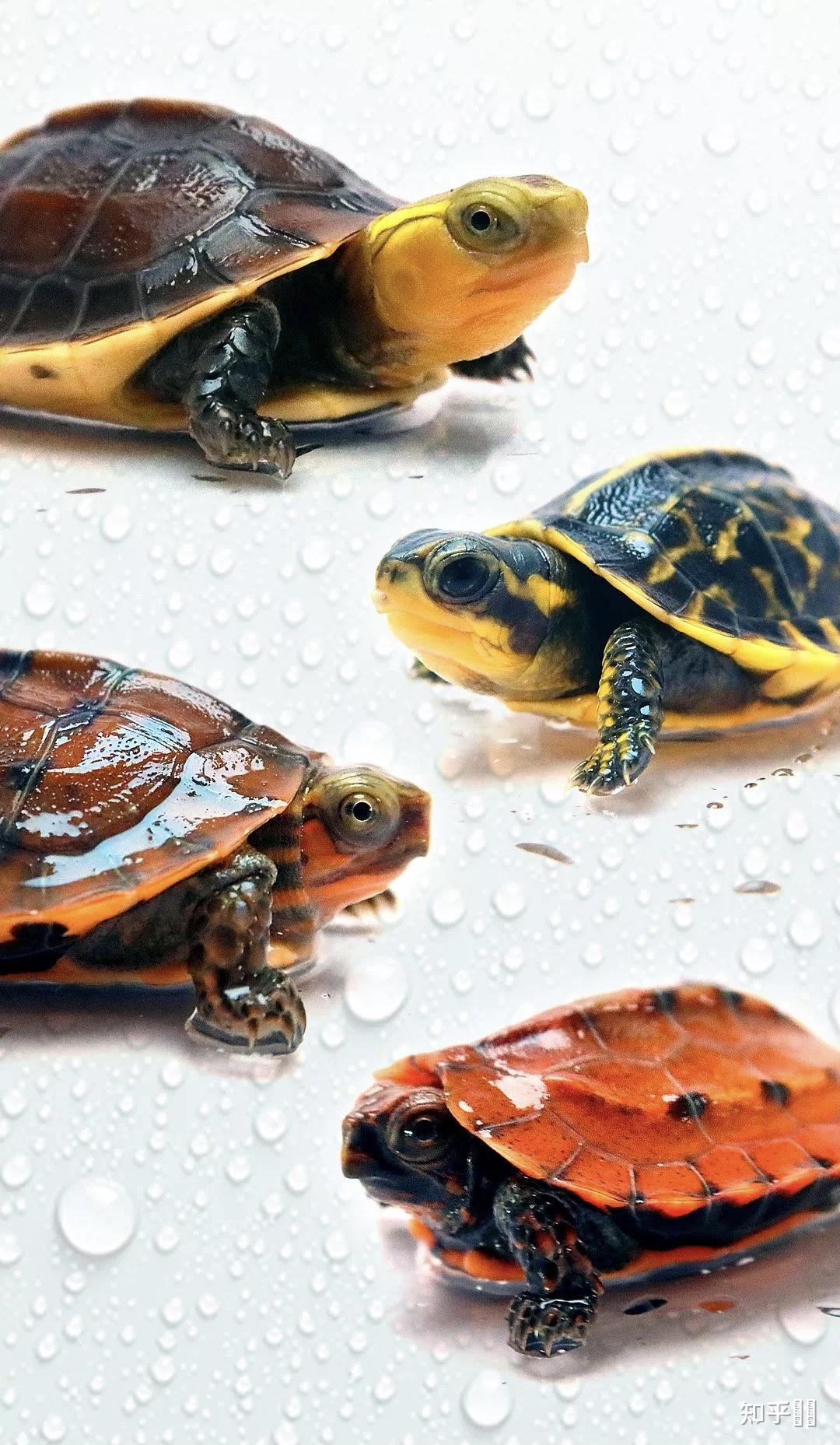 有哪些好看的乌龟照片? - 知乎