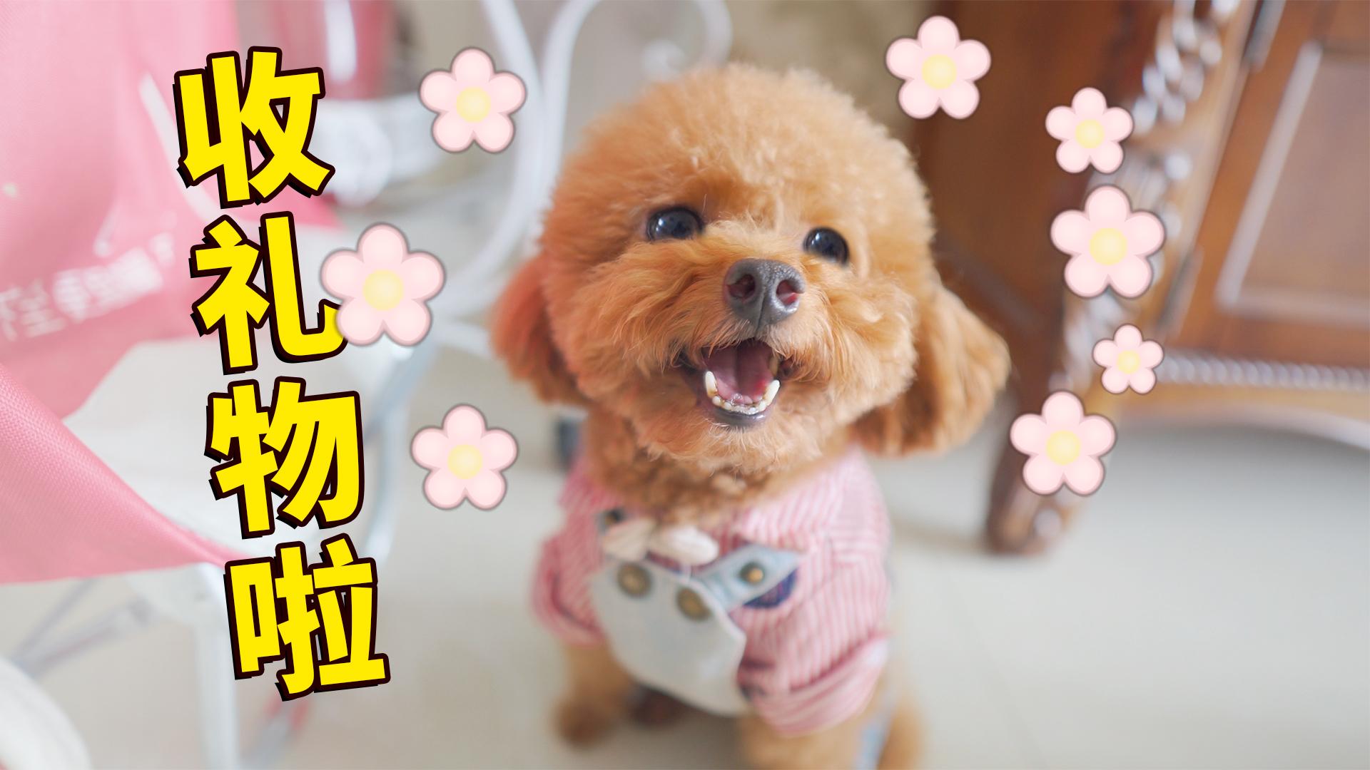 认领灰泰迪的人发了回访视频但是我说去看狗狗的时候却推三阻四