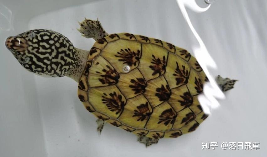 新手如何识别乌龟的种类?有哪些技巧? - 知乎