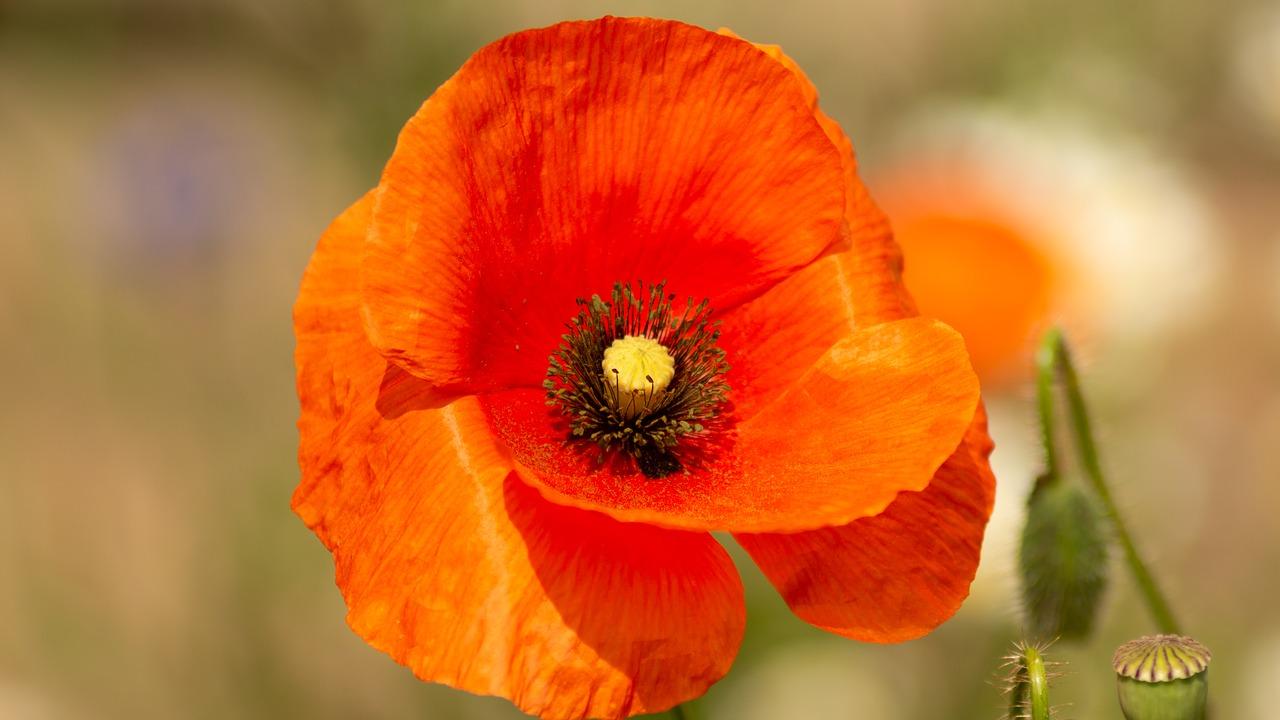 4. 花椒栽种规范