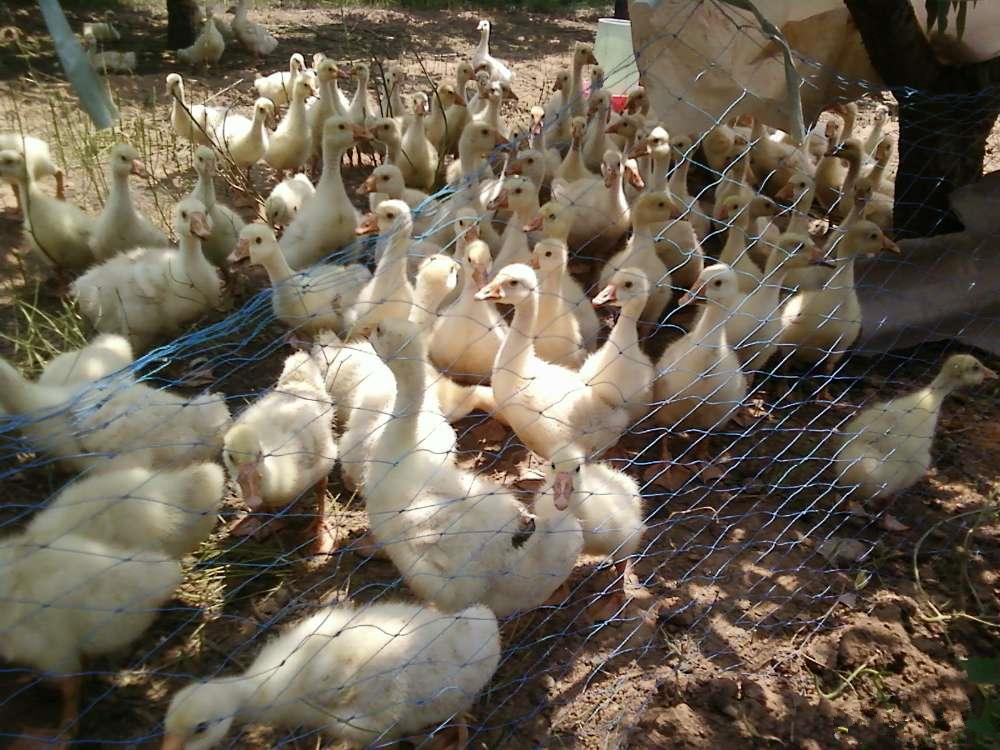 養鵝養鵝日記142天鵝的飼養管理西窪禽業養鵝技術篇