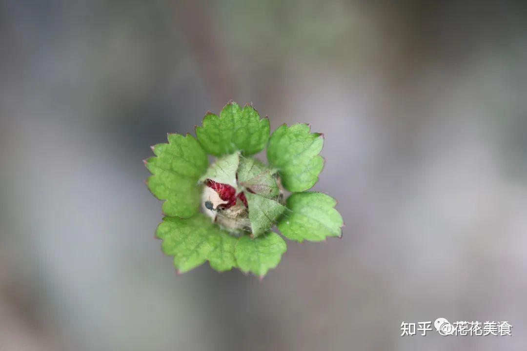 蛇莓和三叶委陵菜