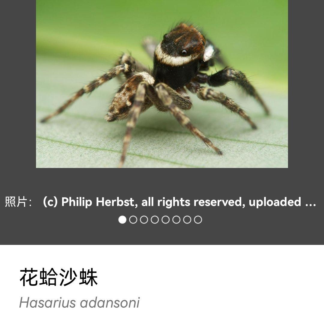 这是什么蜘蛛呀?很小只,肚子有白点?