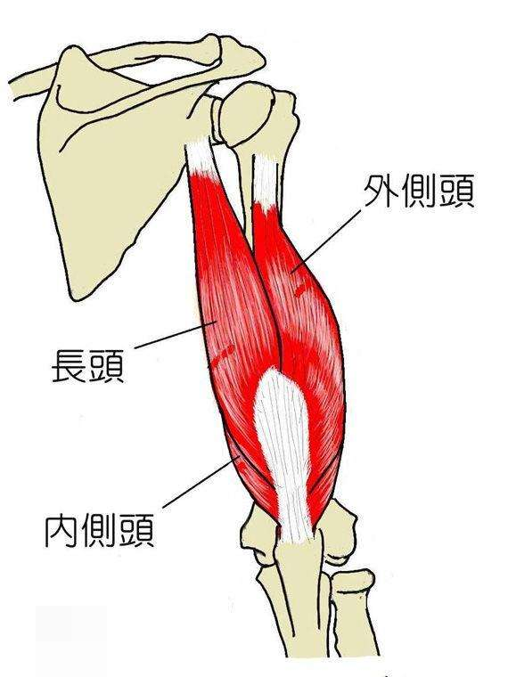 如何鍛鍊手臂肌肉