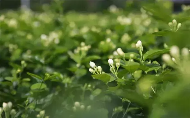 茉莉花茶未解之謎一產地在哪裡和什麼時間上市