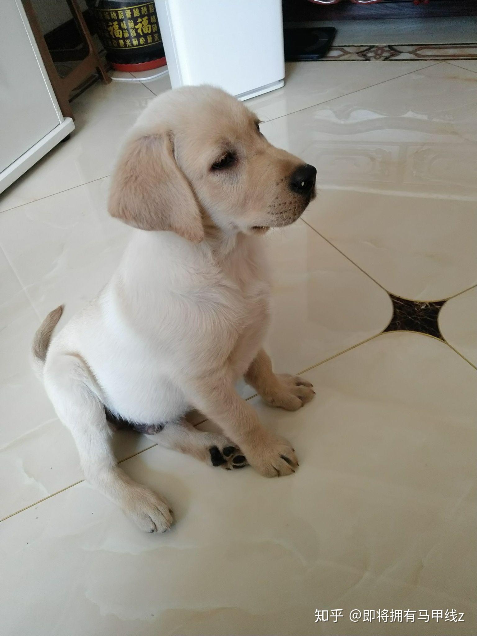 这是拉布拉多串串么