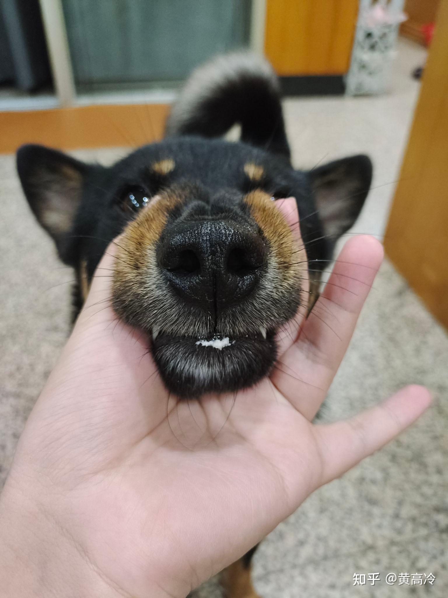 想看铁包金（俗称四眼）毛色的中华田园犬，大家可以发我看看吗？ - 知乎