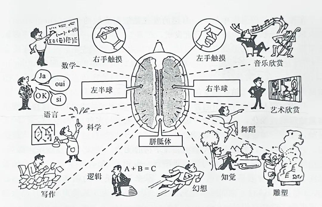 右半脑负责知觉物体的空间关系,情绪,欣赏音乐和艺术