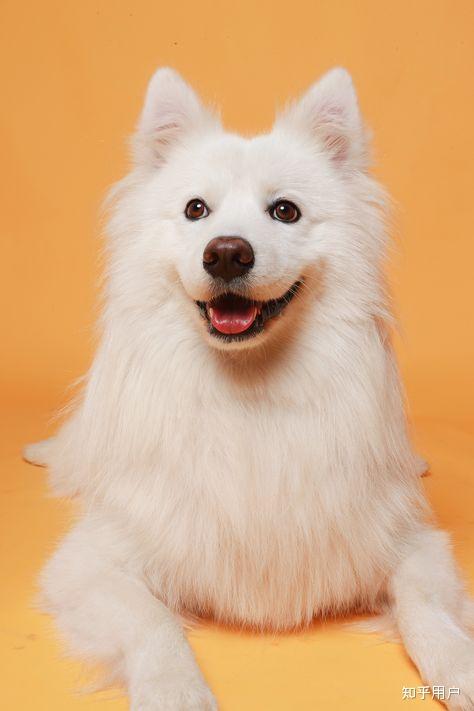 狗狗笑起来的壁纸有吗跪求谢谢了