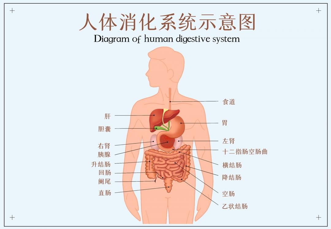 小肠在腹腔下部盘绕