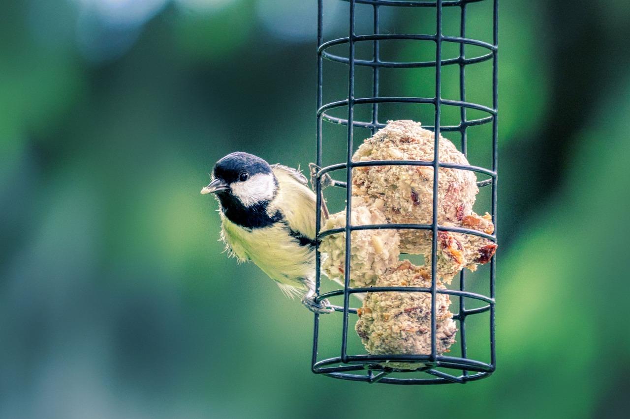 1. 选择适宜栖息地