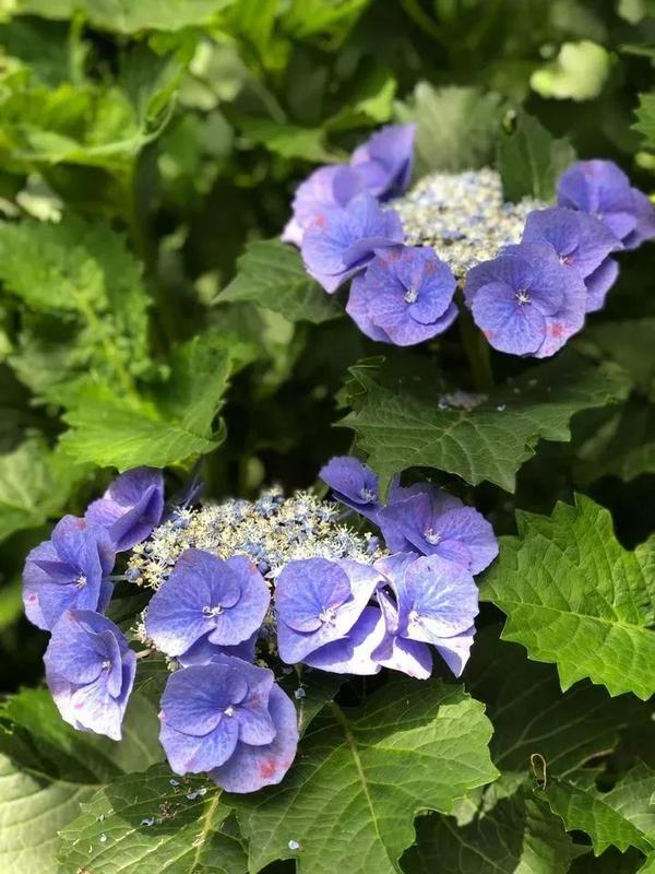 樱花的季节过去 是时候轮到紫阳花开场啦 知乎