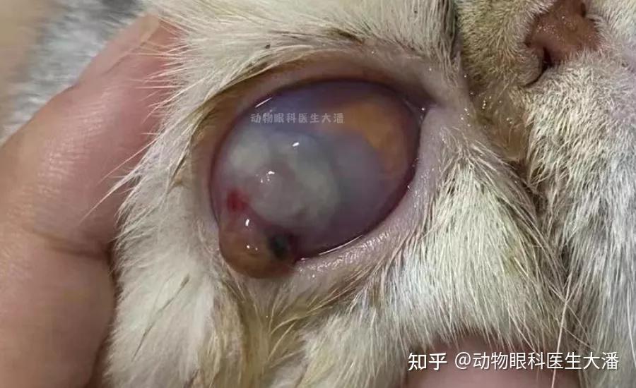 猫咪眼睛穿孔角膜穿孔保守治疗