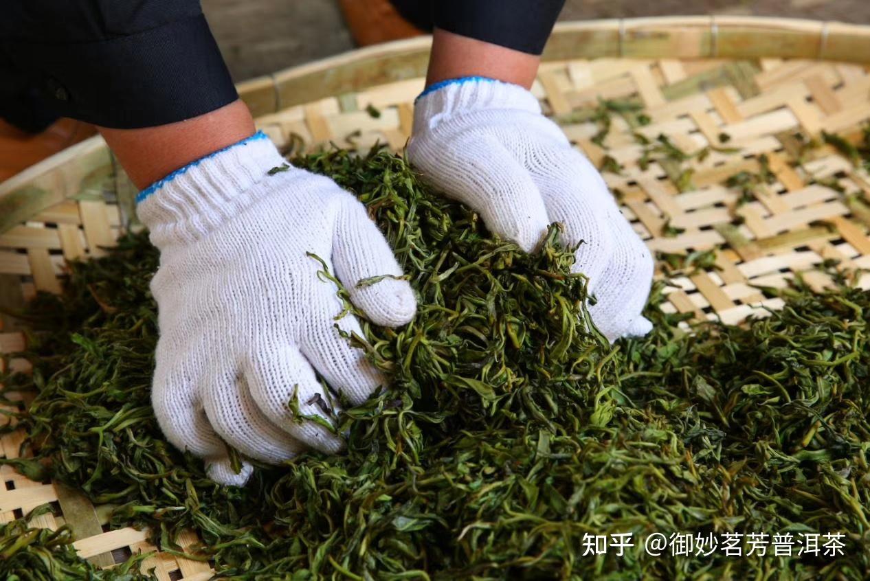 普洱茶的制作工艺(三)——揉捻