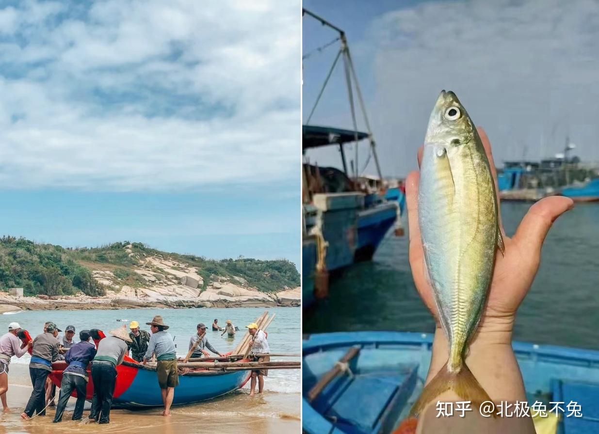海边人都不一定吃过它,被称为海中行走的氨基酸,养殖竟比野生贵这么多! - 知乎