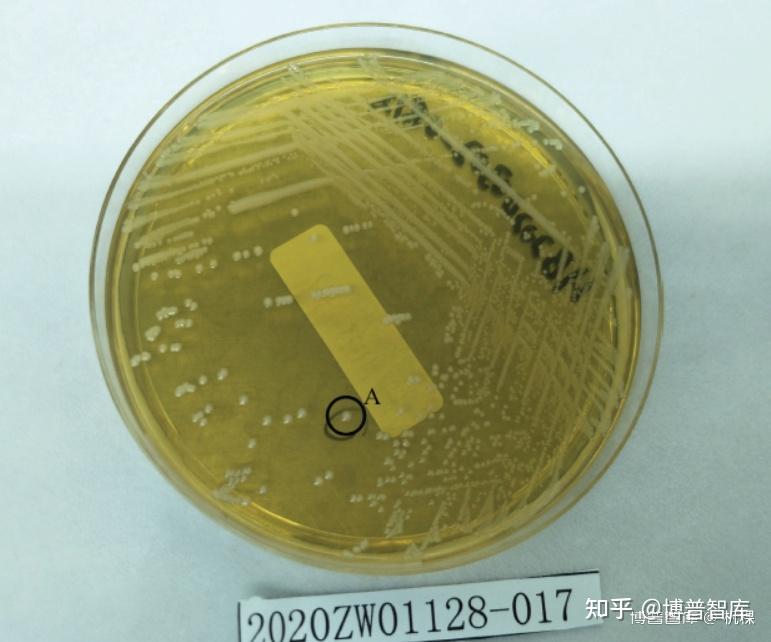 平板划线方法一般通过连续画蛇形曲线或四区划线方法进行.